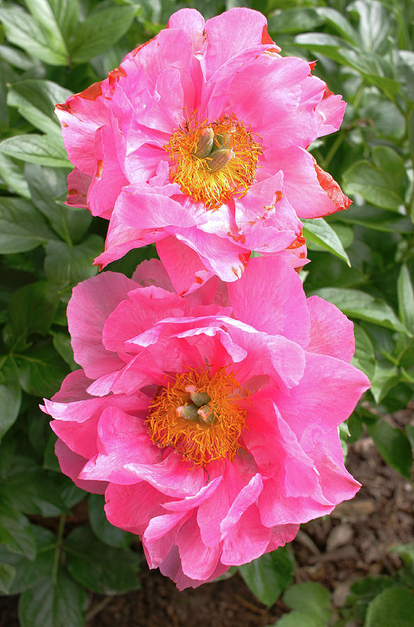 A Tattered Pair of Peonies Photograph by Joseph A Langley A Tattered Pair of Peonies Photograph by Joseph A Langley