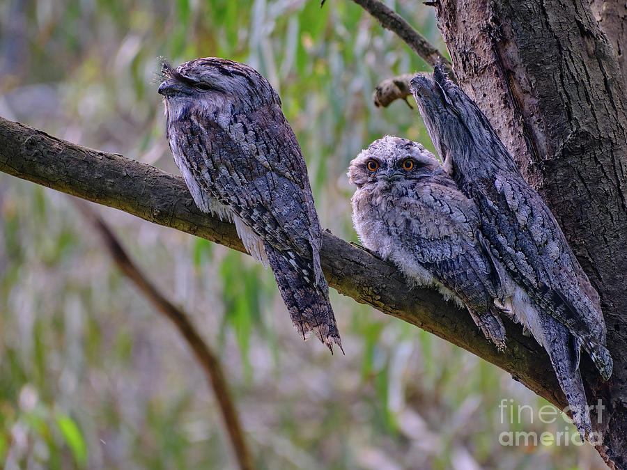 A Tawny Frogmouth Family Photograph by Neil Maclachlan