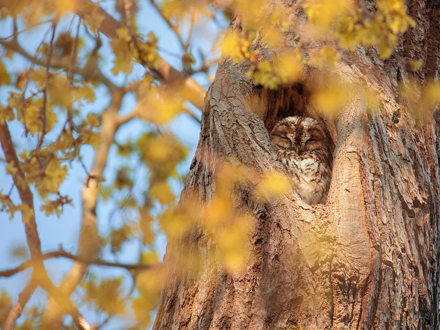 A tawny owl sleeping in a tree. Photograph by Alex Saberi
