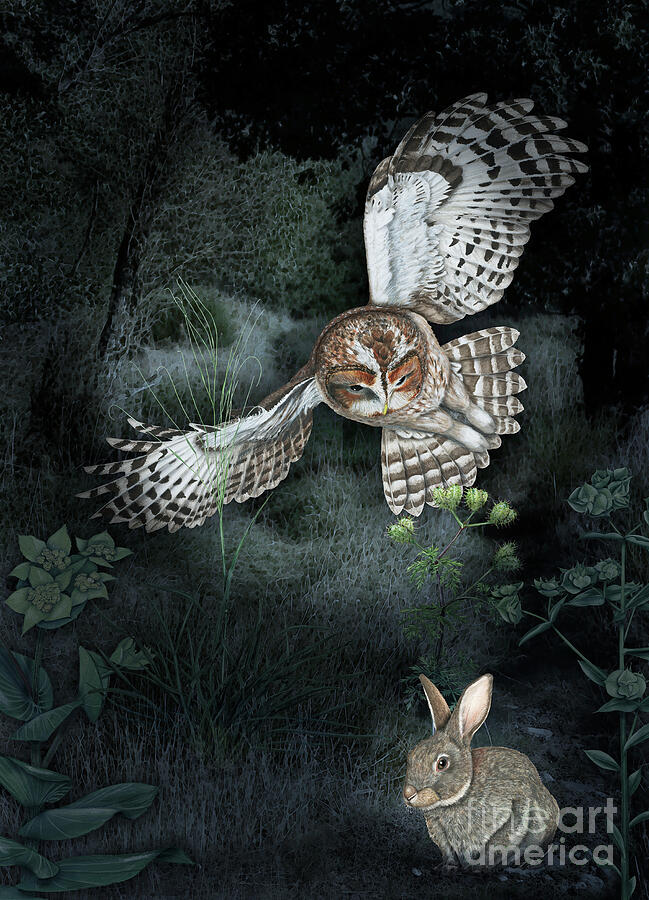A Tawny Owl, Strix Aluco Fixes Its Prey In Flight - Fine Art Print - Stock Illustration Painting