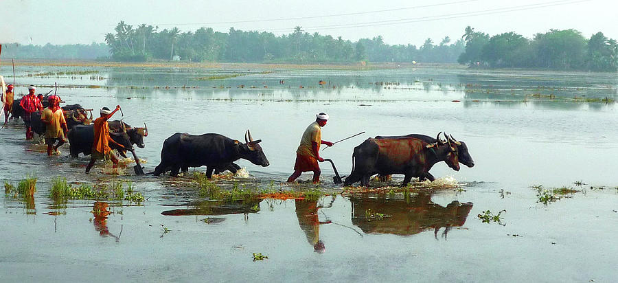 A Team of Farmers Ploughing Kerala Backwaters Photograph by Sam Hall