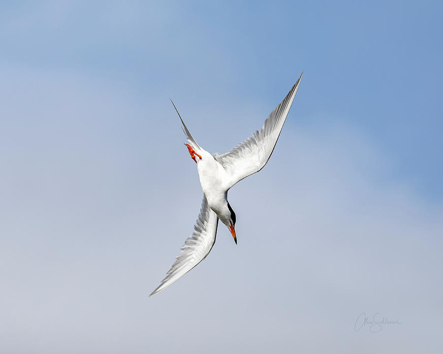 A Terns Swift Attack  Photograph by Alice Schlesier