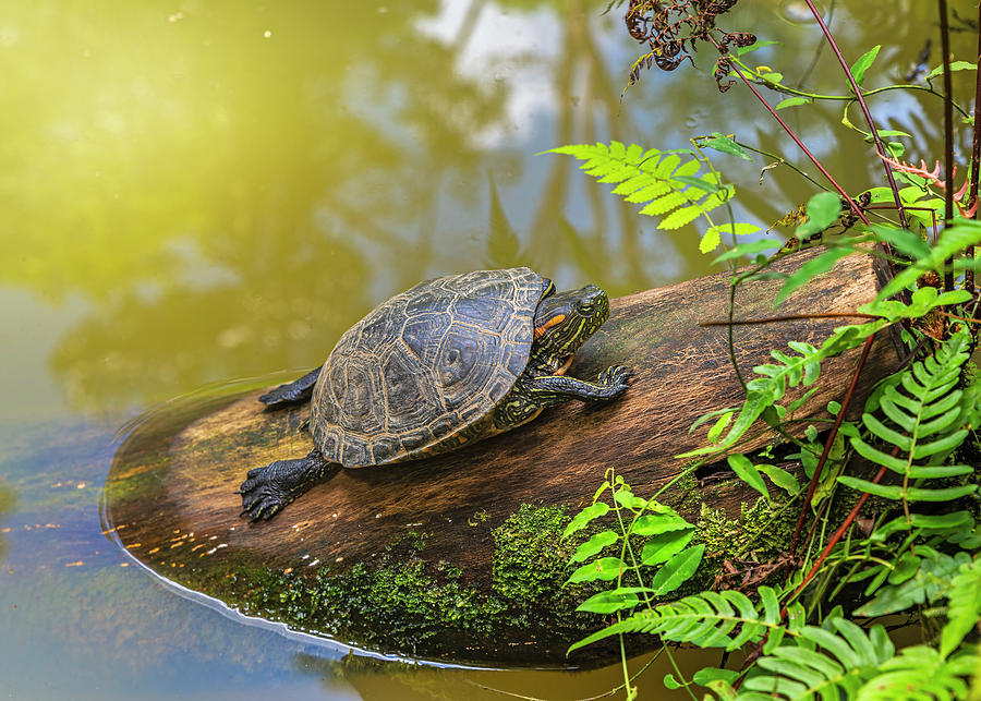 A terrapin Arrau turtle resting and sunbathing on a log Photograph by Henri Leduc