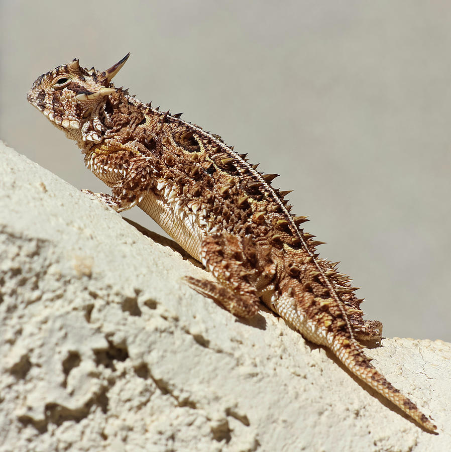 A Texas Horned Lizard Against A Stucco Wall Photograph