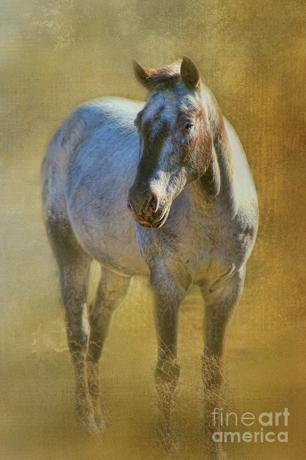 A Texas Horse Digital Art by Joan Bertucci