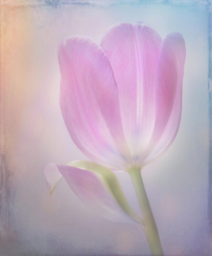 A Textured Tulip Photograph by Sylvia Goldkranz