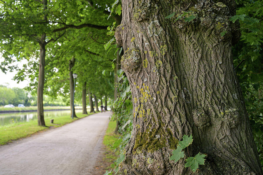 A Thick Tree Trunk In Front Of An Avenue Photograph By Stefan Rotter