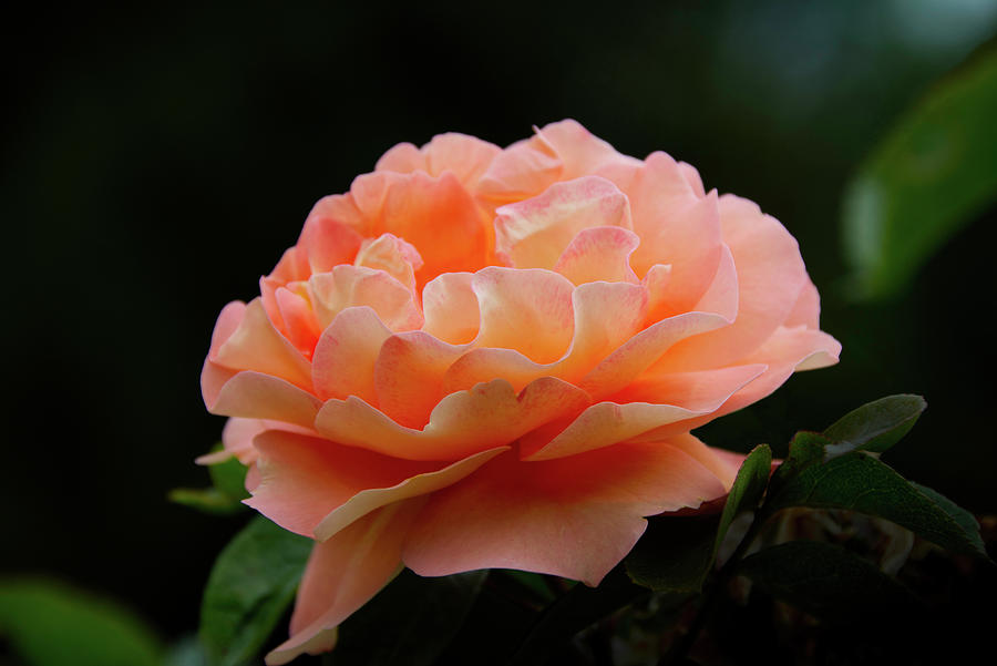 Rose Photograph - A Thing of Beauty by Geoff Whiting