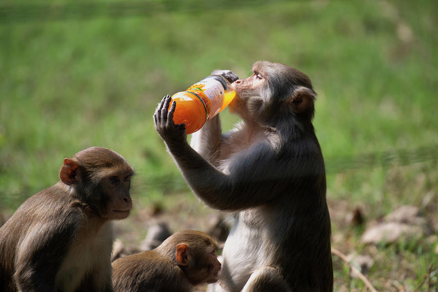 A thirsty monkey drinks fruit juice Photograph by Debashis Ghosh Pixels