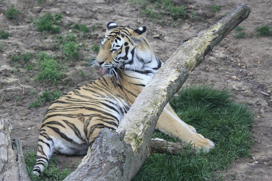 A Tiger at Rest  Photograph by Ann Murphy