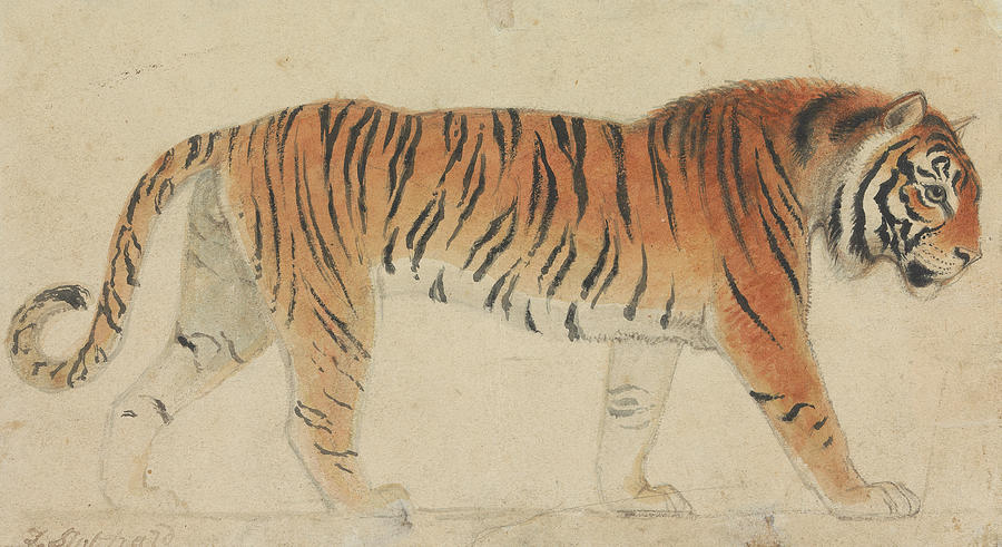 A Tiger, Full-Length, in Profile, Walking Towards Right Drawing by Thomas Stothard