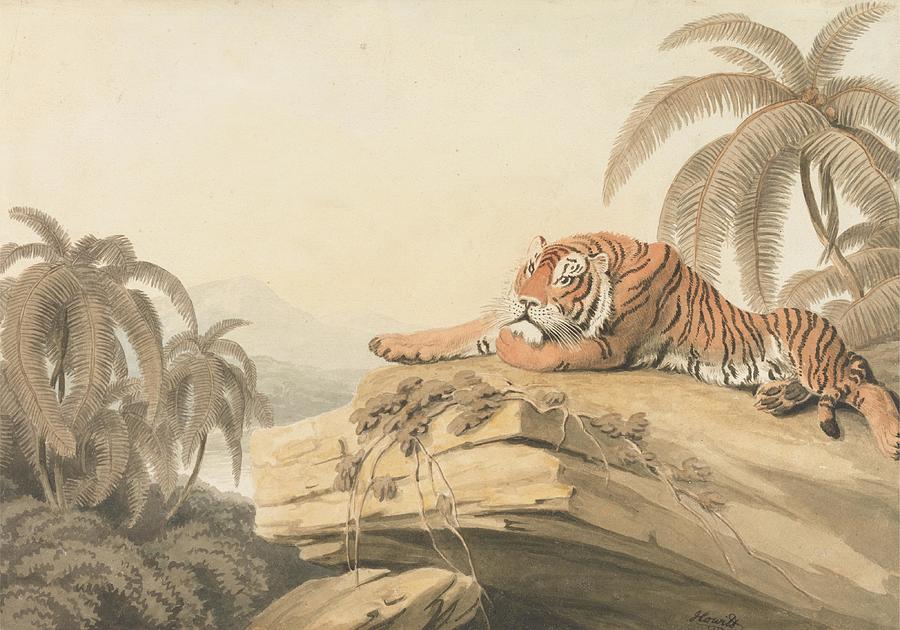 Book Drawing - A Tiger Resting  art by Samuel Howitt English