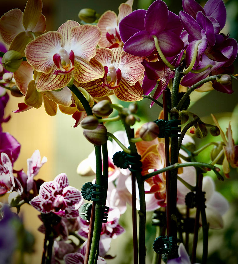 A Time For Orchids Photograph by Ira Shander