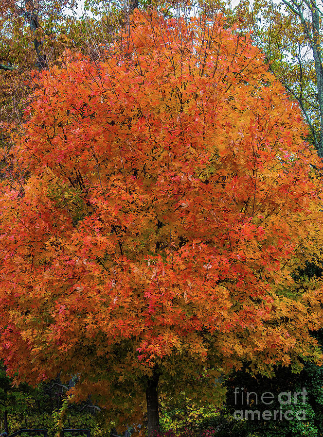 A Tinge of Red Fall Tree Photograph by Roberta Byram