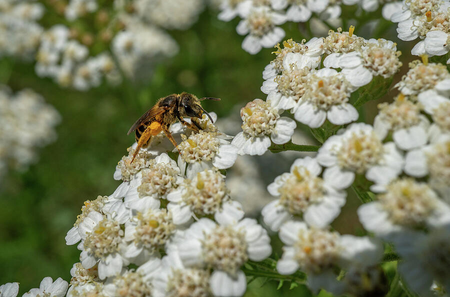 A Tiny Pollinator Photograph by Linda Howes - Fine Art America