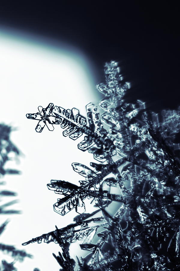A tiny snowflake is clinging to the arm of a big one Photograph by Ulrich Kunst And Bettina Scheidulin