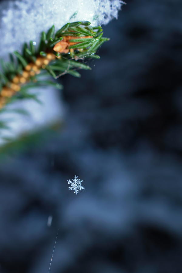 A tiny snowflake is hanging on spiders silk from a twig  Photograph by Ulrich Kunst And Bettina Scheidulin