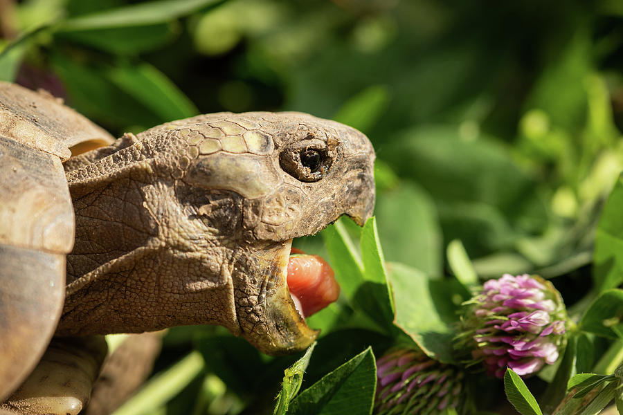 A tortoise biting into a red clover plant Photograph by Stefan Rotter ...