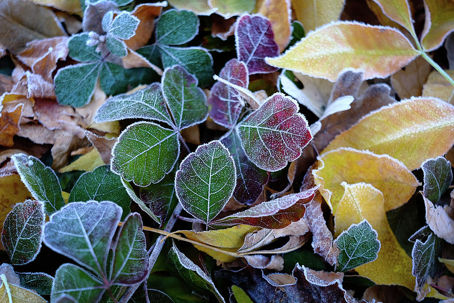 A Touch of Frost Photograph by Monte Stevens