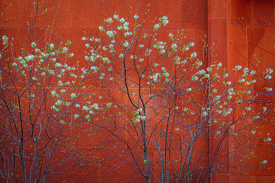 A Touch Of Spring In Downtown Photograph