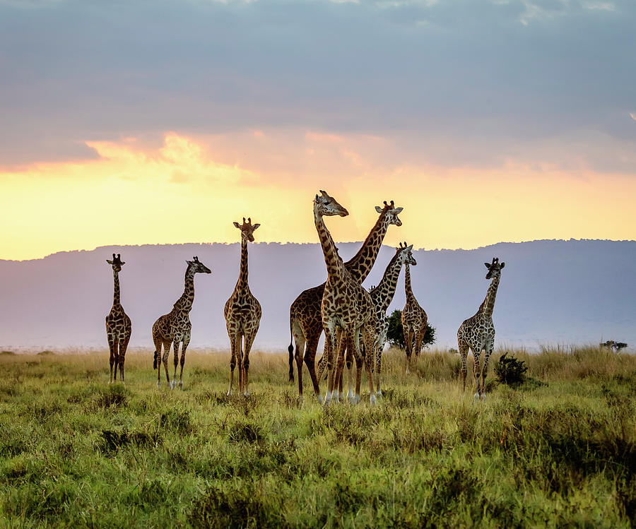 A Tower of Giraffes at Sunset Photograph by Laura Hedien