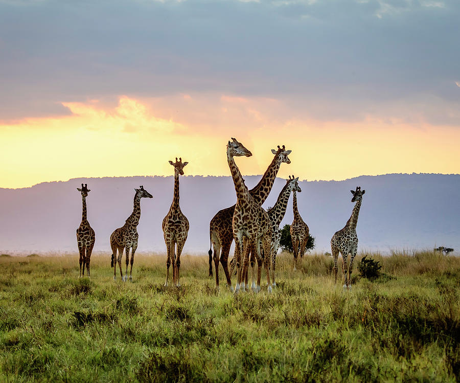 A Tower of Giraffes at Sunset Photograph by Laura Hedien - Fine Art America