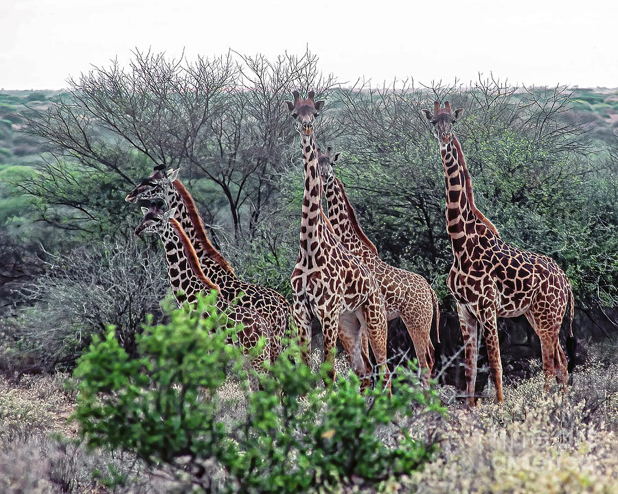A Tower Of Giraffes Photograph by Don Schimmel