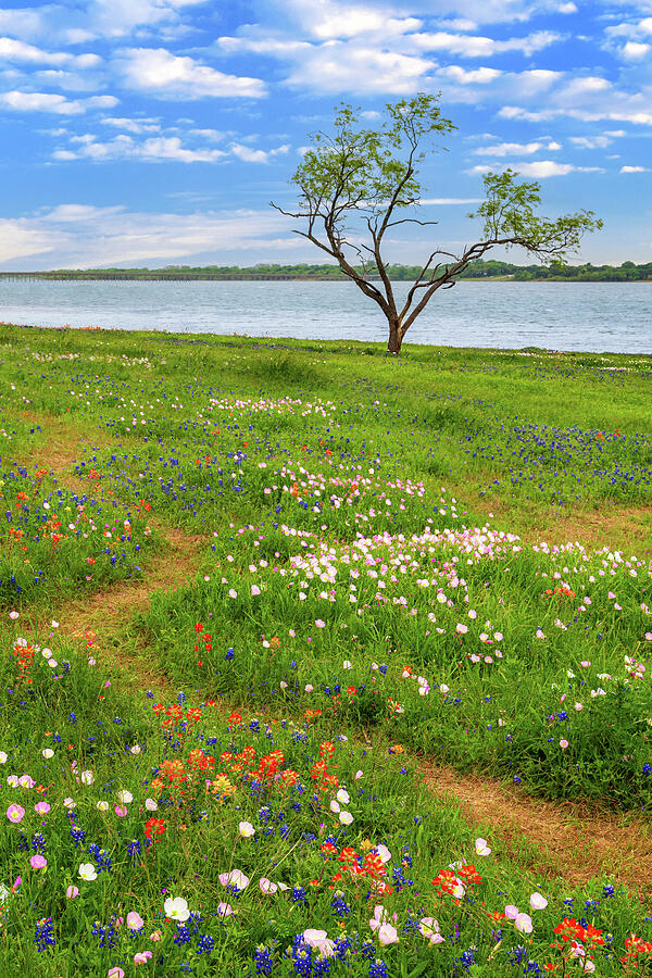 A Trail Along Wildflowers On A Blue Sky Day Photograph