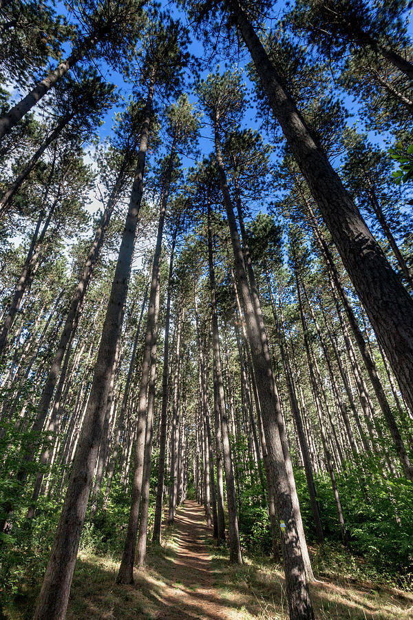 A Trail in a Red Pine Forest Photograph by W Chris Fooshee