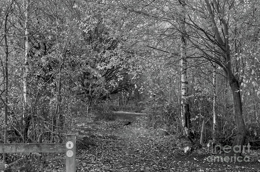 A trail in Alkington Woods in Monochrome Photograph by Pics By Tony