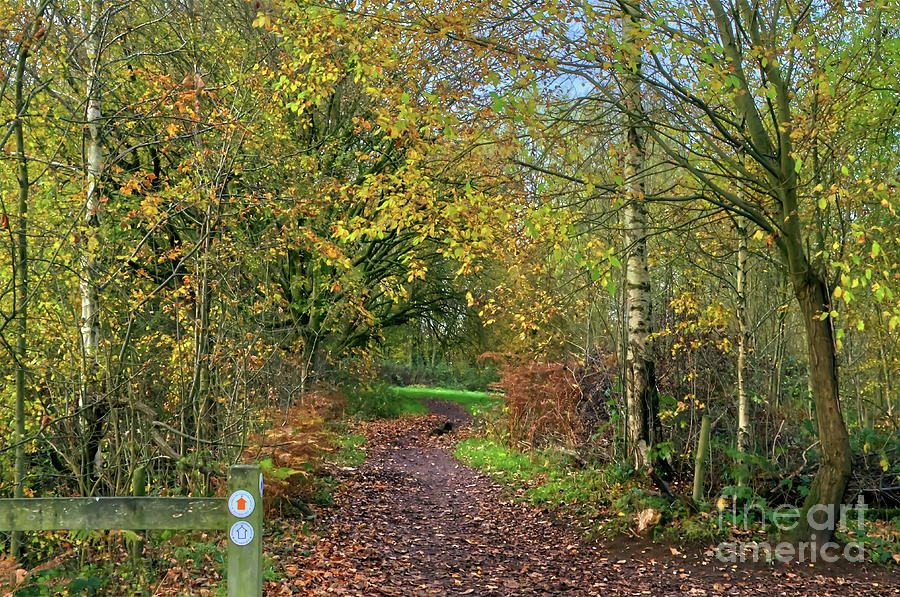 A trail in Alkington Woods Photograph by Pics By Tony