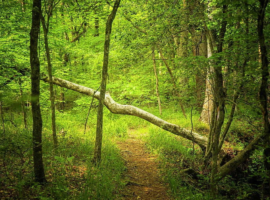 A Trail Runs Through It - Indian Creek Forest Walk Photograph by Bob Decker