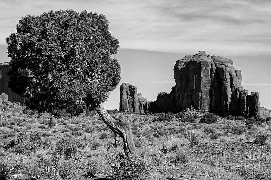 A Tree Among the Rocks 2 Photograph by Bob Phillips