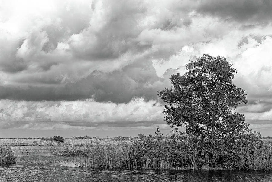 A Tree and Clouds in the Everglades Photograph by Alan Goldberg