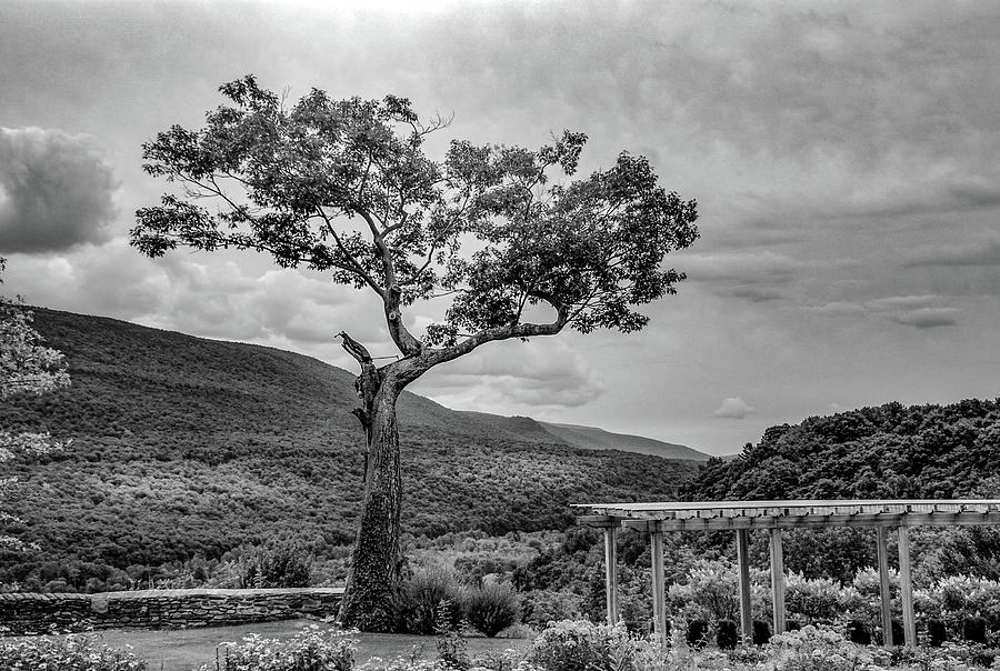 A Tree At Hildene Photograph by Guy Whiteley