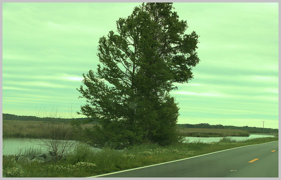 a tree at the Mackay Causeway Photograph by Siyano Prach - Pixels