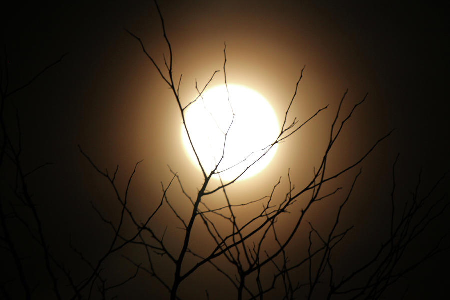 A tree basks in the moonlight Photograph by Gerald Salamone
