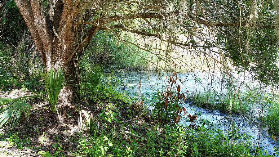 Tree Photograph - A Tree By The Water by Felix Lai Tree Photograph - A Tree By The Water by Felix Lai