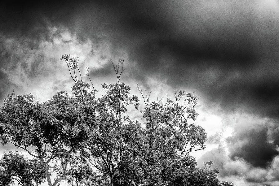 A Tree Faces The Coming Storm Photograph by Alan Goldberg
