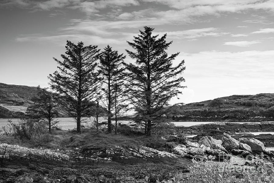 A Tree Family Photograph by Catherine Sullivan