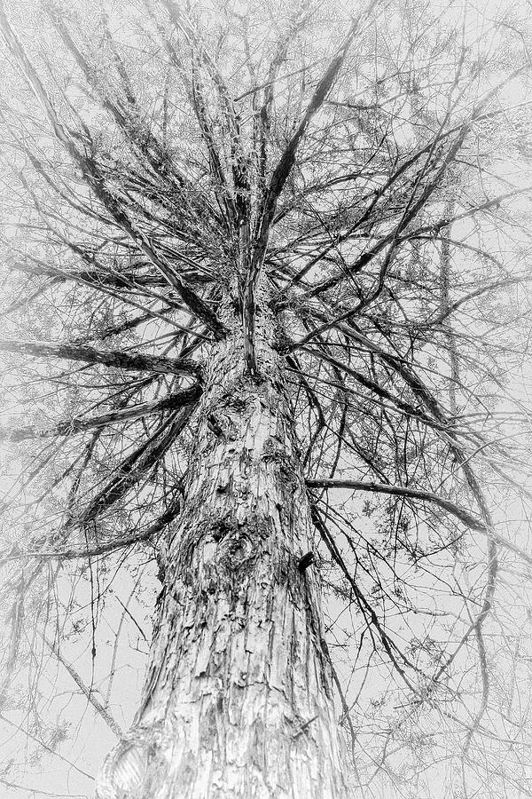 A Tree For The Ages In Black And White Photograph