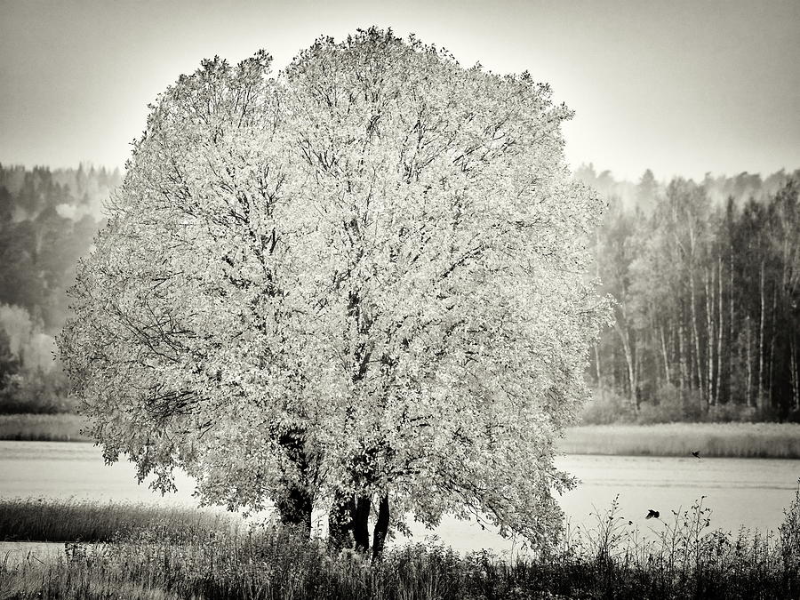 A tree for the birds bw Photograph by Jouko Lehto