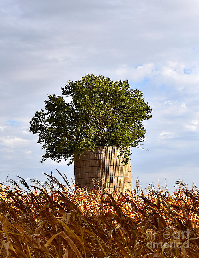 A Tree Grows In Iowa Photograph