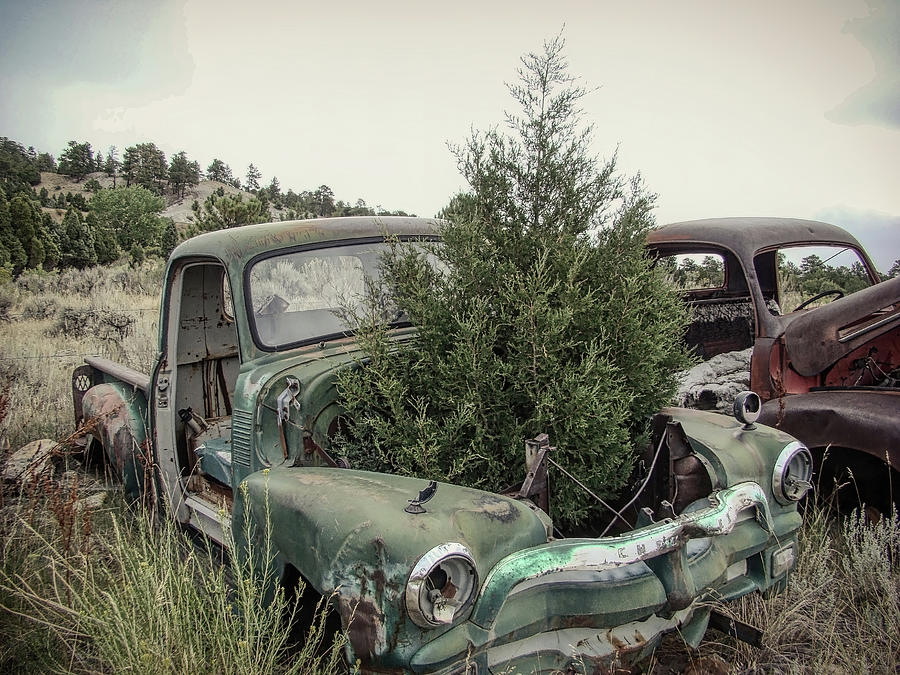 A tree grows in old truck Photograph by Cathy Anderson