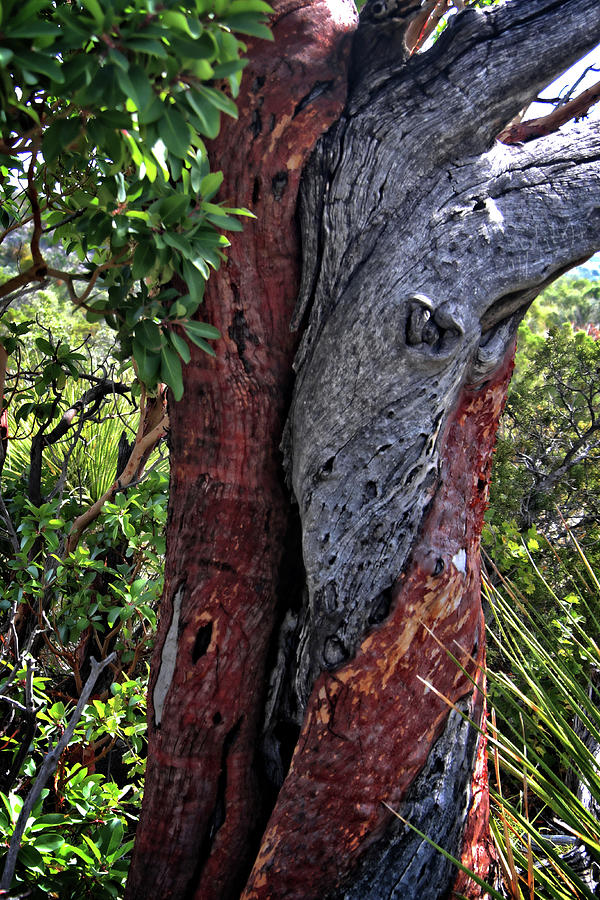 A Tree Hug Photograph by George Taylor