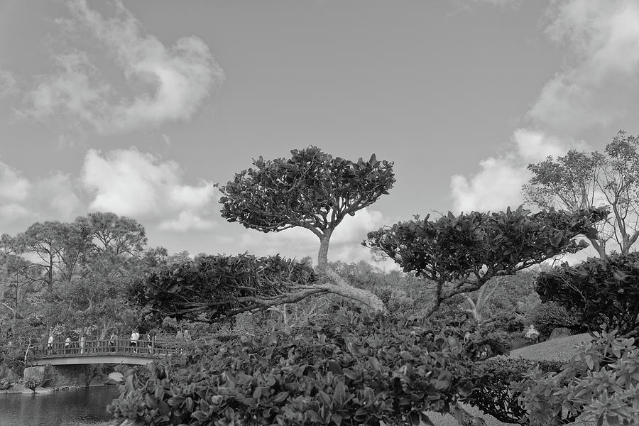 A Tree in a Japanese Garden #2 Photograph by Alan Goldberg