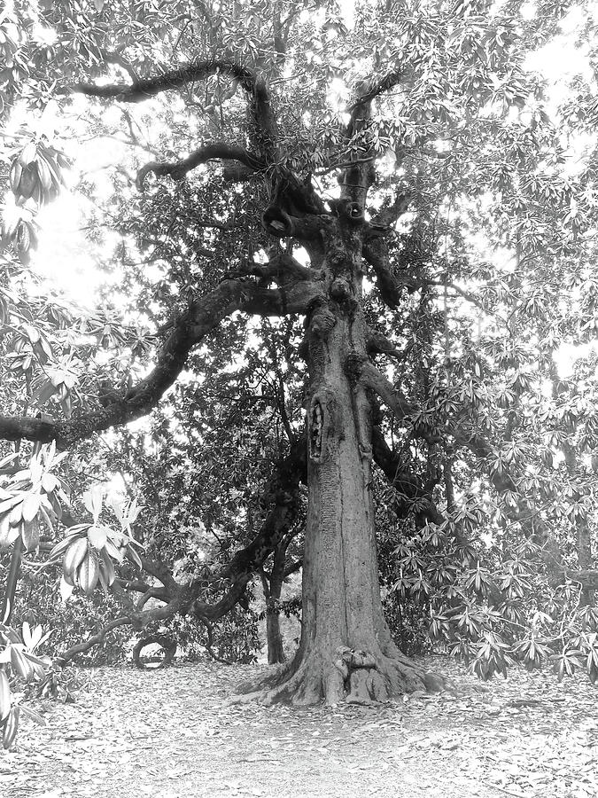 A Tree in Black and White Photograph by James C Richardson