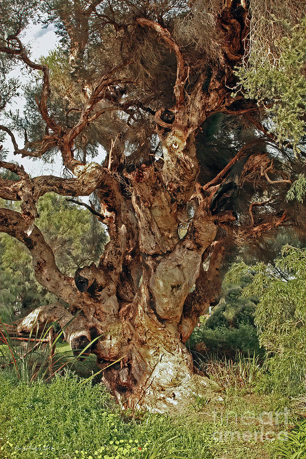 A Tree in Denmark, Western Australia Photograph by Elaine Teague