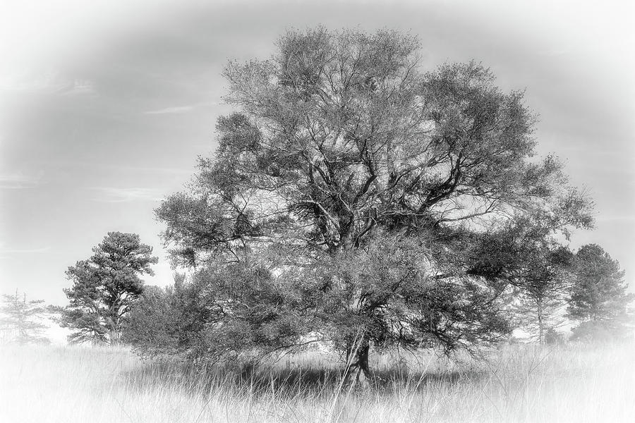 A Tree, In Gray Photograph