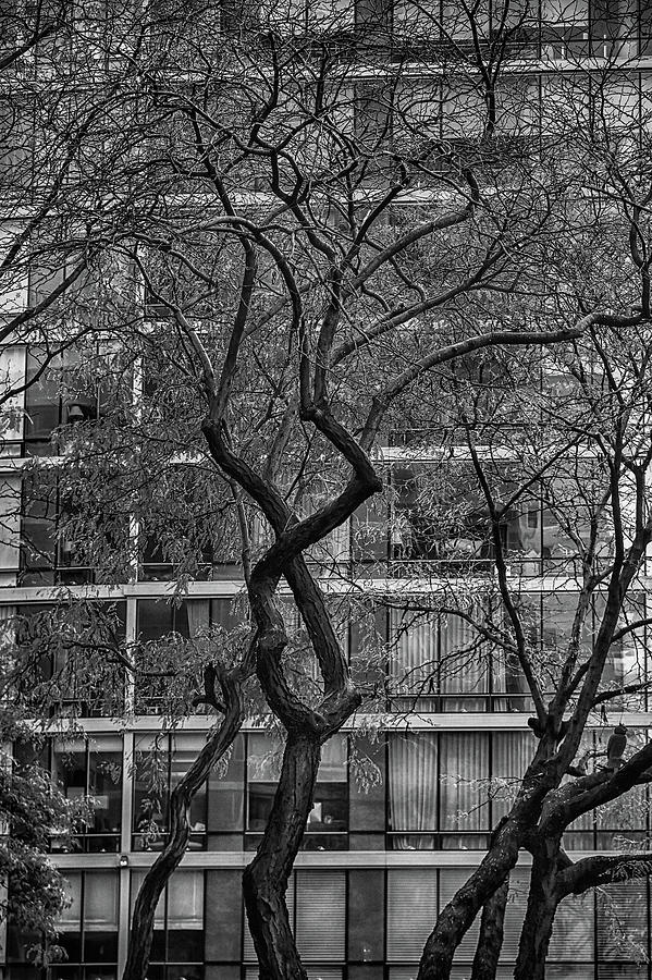 A tree in New York City #1 Photograph by Alan Goldberg